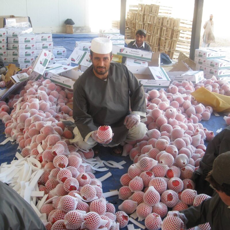 Workers processing pomegranates (anaar) in Afghanistan